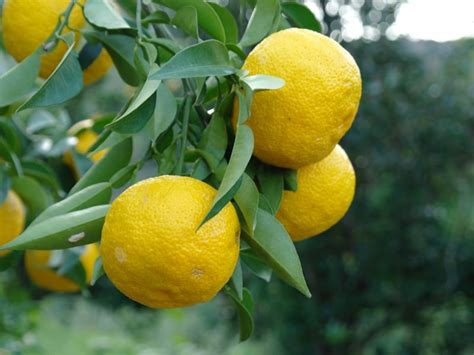 Citron vs Lemon: Differences and Uses - Northern Nester