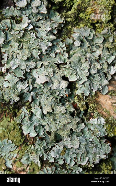 Foliose Lichen Parmelia saxatilis Growing On A Tree Trunk Taken At Martin Mere WWT, Lancashire ...