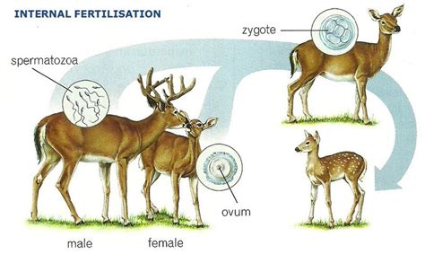 Fertilization In Animals