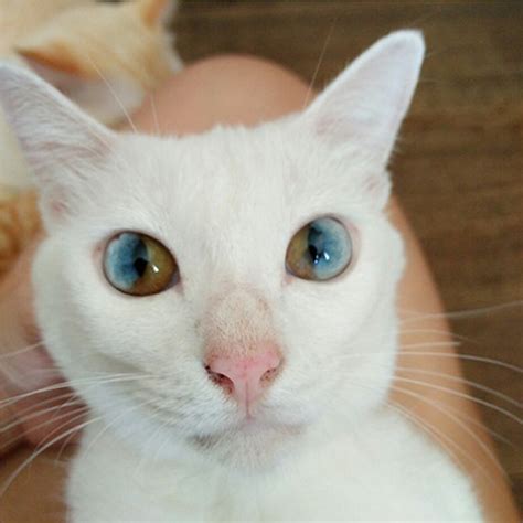 This Cat’s Eyes Have A Whole Universe Inside | Bored Panda