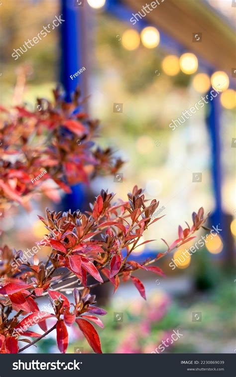 Interior Design Korean Style Cafe Stock Photo 2230869039 | Shutterstock