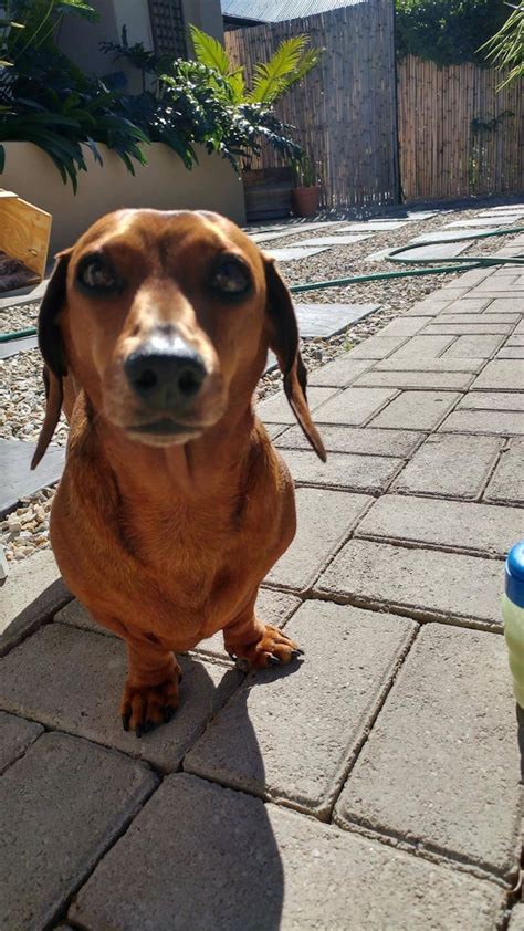 8 Pictures Of Dachshunds That'll Make You Say "Hot Dog"