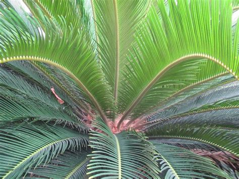 Free Sago Palm Tree Stock Photo - FreeImages.com