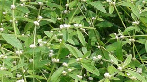 HEALTH BENEFITS OF PONNANGANNI KEERAI (Alternanthera Sessilis) - Naattu ...