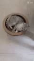 Cat Roomba GIF - Cat Roomba - Discover & Share GIFs