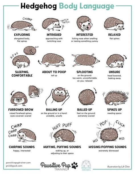 Hedgehog Body Language - Hedgehog Hedgehog Names, Cute Hedgehog ...