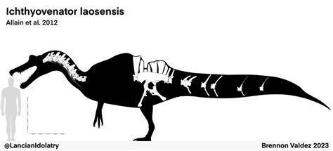 Ichthyovenator Skeleton