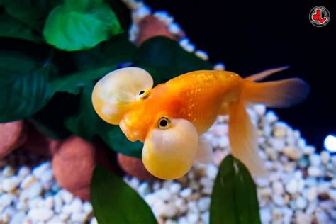 Bubble Eye Goldfish Care: Size, Lifespan, Tank Mates And More