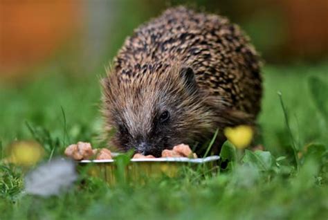 Brown Hedgehog · Free Stock Photo