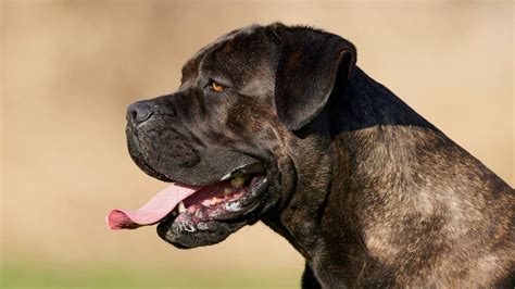 How Strong Is The Cane Corso Bite Force PSI & Statistics