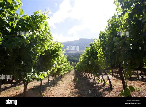 Buitenverwachting Wine Estate Vines Stock Photo - Alamy