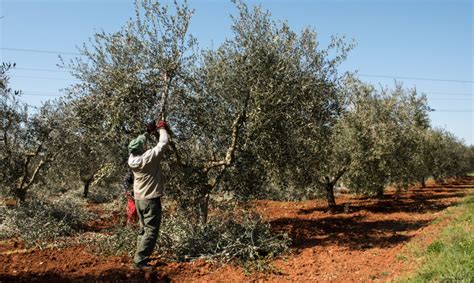 Pruning in our olive grove - Červar