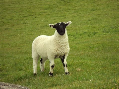 Sheep in Ireland | Sheep breeds, Rare animals, Animals