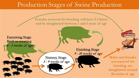 Understanding Modern Agriculture: Virtual tour of a swine farm