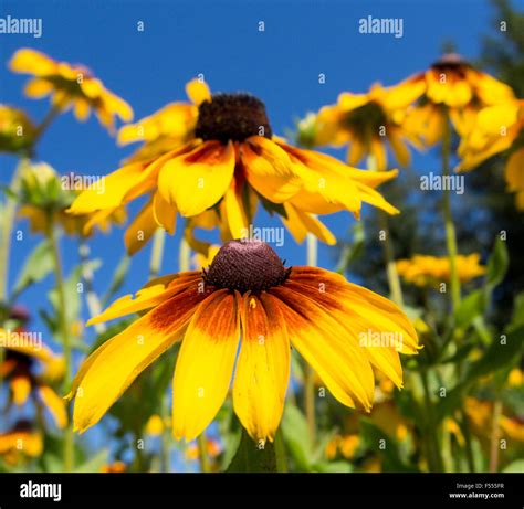 Yellow and Red Coneflowers against a blue sky. Heads of coneflowers arrayed against a deep blue ...