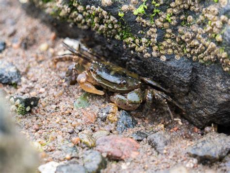 Invasive Species: Asian Shore Crab