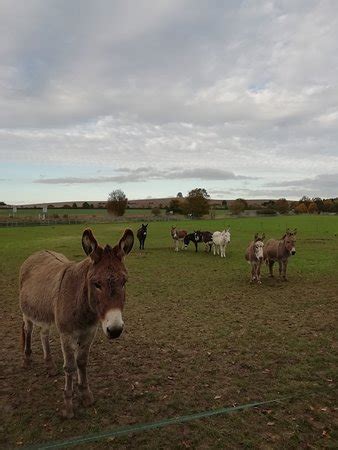 Island Farm Donkey Sanctuary (Wallingford) - 2019 All You Need to Know BEFORE You Go (with ...