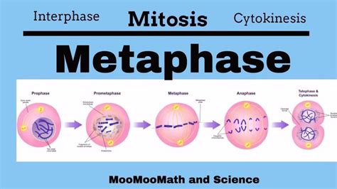 Metaphase |Mitotic Stages| | Middle school science, Middle school, Science