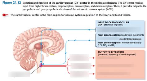 Location and function of the cardiovascular (CV) center in the medulla ...