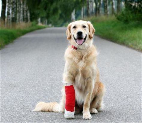 Care for Injured Dogs | LoveToKnow