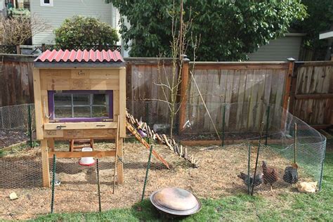 Raising Backyard Chickens for Dummies - Modern Farmer