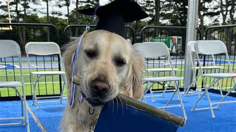 Adorable therapy dog honored at high school graduation - Good Morning America