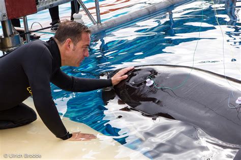 Loro Parque: research confirms that orca Morgan has a hearing impairment - WUR