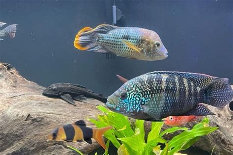 Jack Dempsey Cichlid: Care, Diet, Lifespan & more