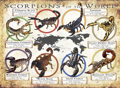 Scorpion Species of the World Poster Print