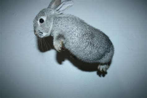 The Flying Rabbit by ploc on DeviantArt