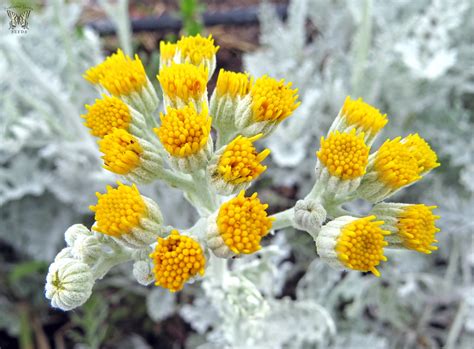 Dusty Miller Flower