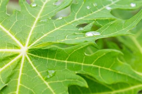 How to Dry Papaya Leaves for Tea | LIVESTRONG.COM | Papaya leaf tea ...