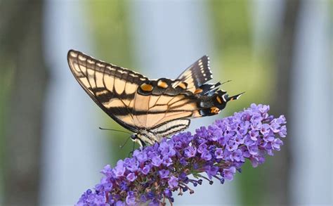 Eastern Tiger Swallowtail