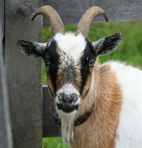 Kostenlose foto : Natur, draussen, Weiß, Bauernhof, Tier, Ziege, Horn, Ländlichen, Porträt ...