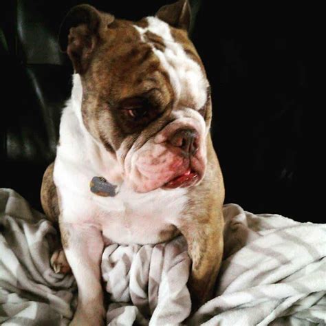 53+ French Bulldog Mix Breeds