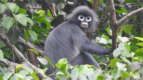 Meet the world's newest monkey species