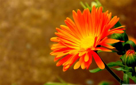 Orange Flower wallpaper | 3840x2400 | #66529