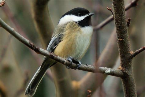 Black-capped Chickadee | Celebrate Urban Birds