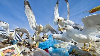 Seagulls feeding place — European Environment Agency