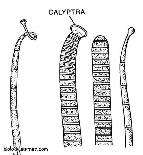 Oscillatoria Diagram