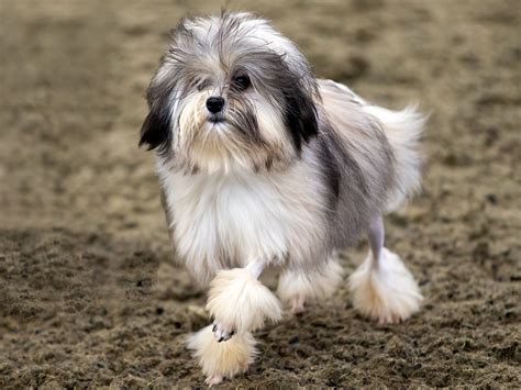 Lowchen - Dog Breed Guide | Spot