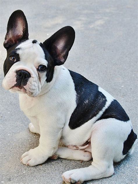 black and white french bulldog - black and white is one of the most popular colors for this ...