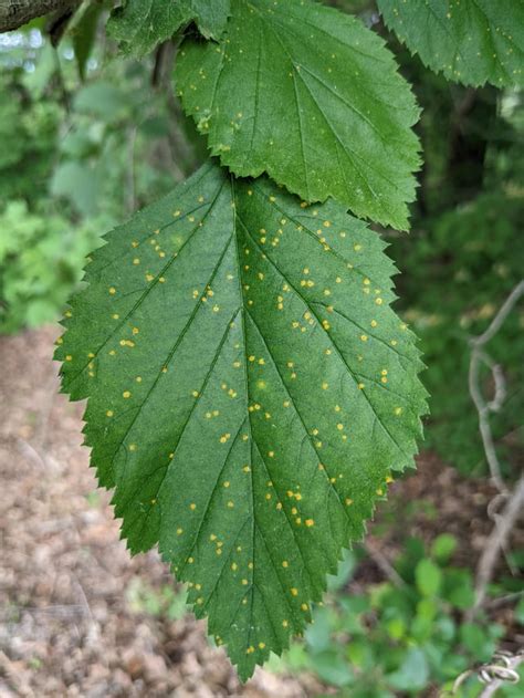 is this a type of rust fungus on this plant? is there any treatment or ...