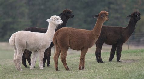 Alpaca Shearing | Elkins Alpaca Shearing