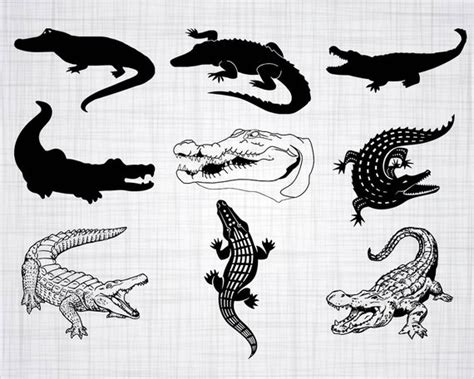 Gator clipart svg, Gator svg Transparent FREE for download on WebStockReview 2024