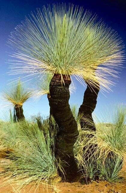 Trees bushes ?? | Australian trees, Trees to plant, Nature tree