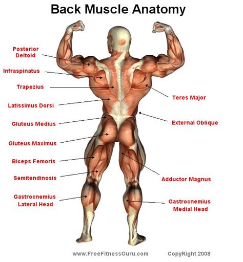 FreeFitnessGuru - Back Male Physique | Muscle anatomy, Muscle names ...