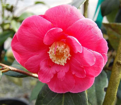 Common Camellia, Japanese Camellia 'Guilio Nuccio' zones 7-10, blooms ...