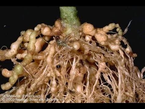 New Methods to Control Nematodes in the Field - YouTube