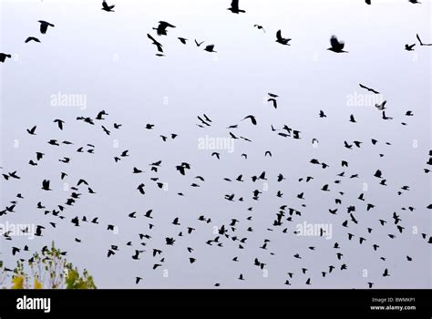 Flock of black crows Stock Photo - Alamy